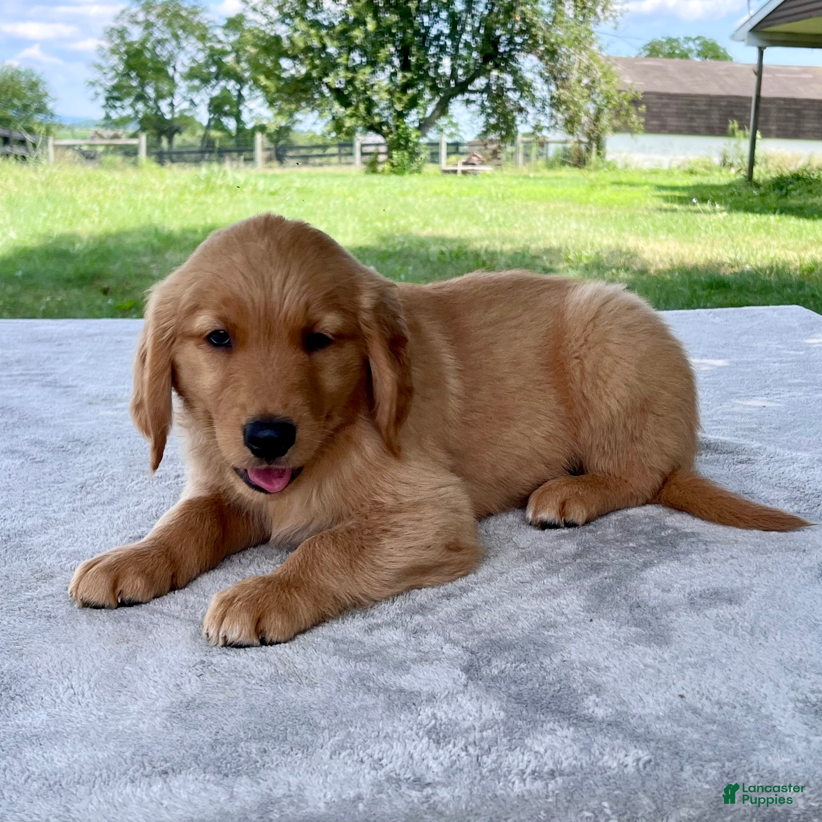 Golden Retriever dogs Dawson - Ad 2