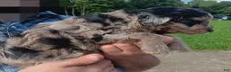 Aussiedoodle dogs for sale: Ace - Ad 5