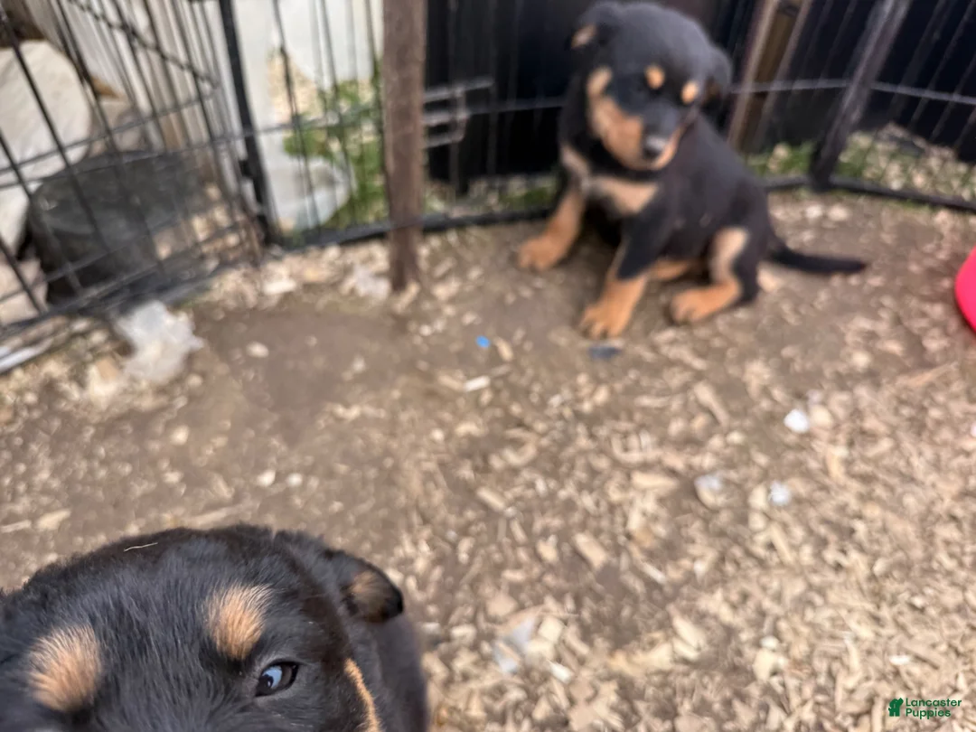 Rottweiler dogs for sale: Rottweiler Puppy 7 - Ad 1