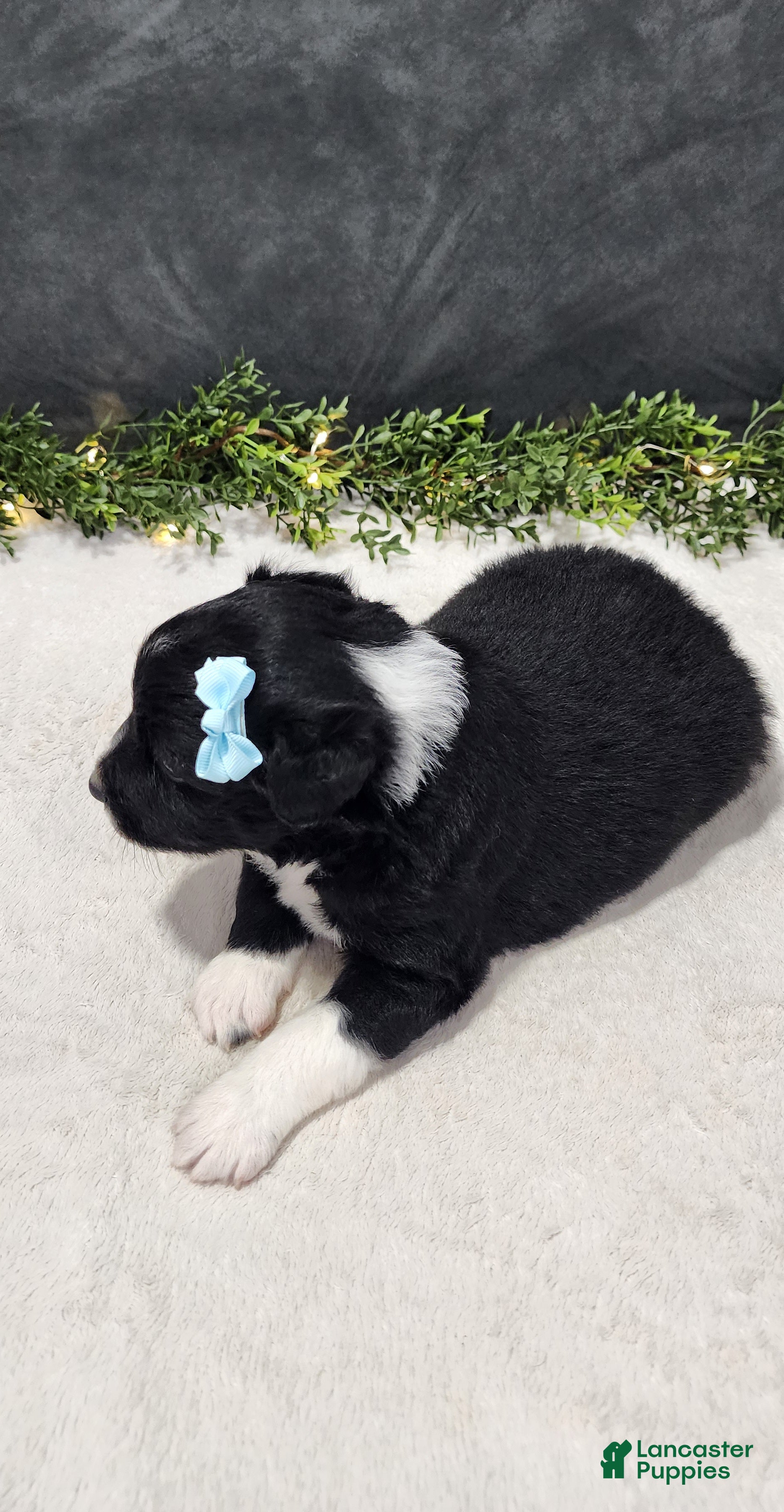 Miniature Australian Shepherd dogs Oliver  - Ad 2