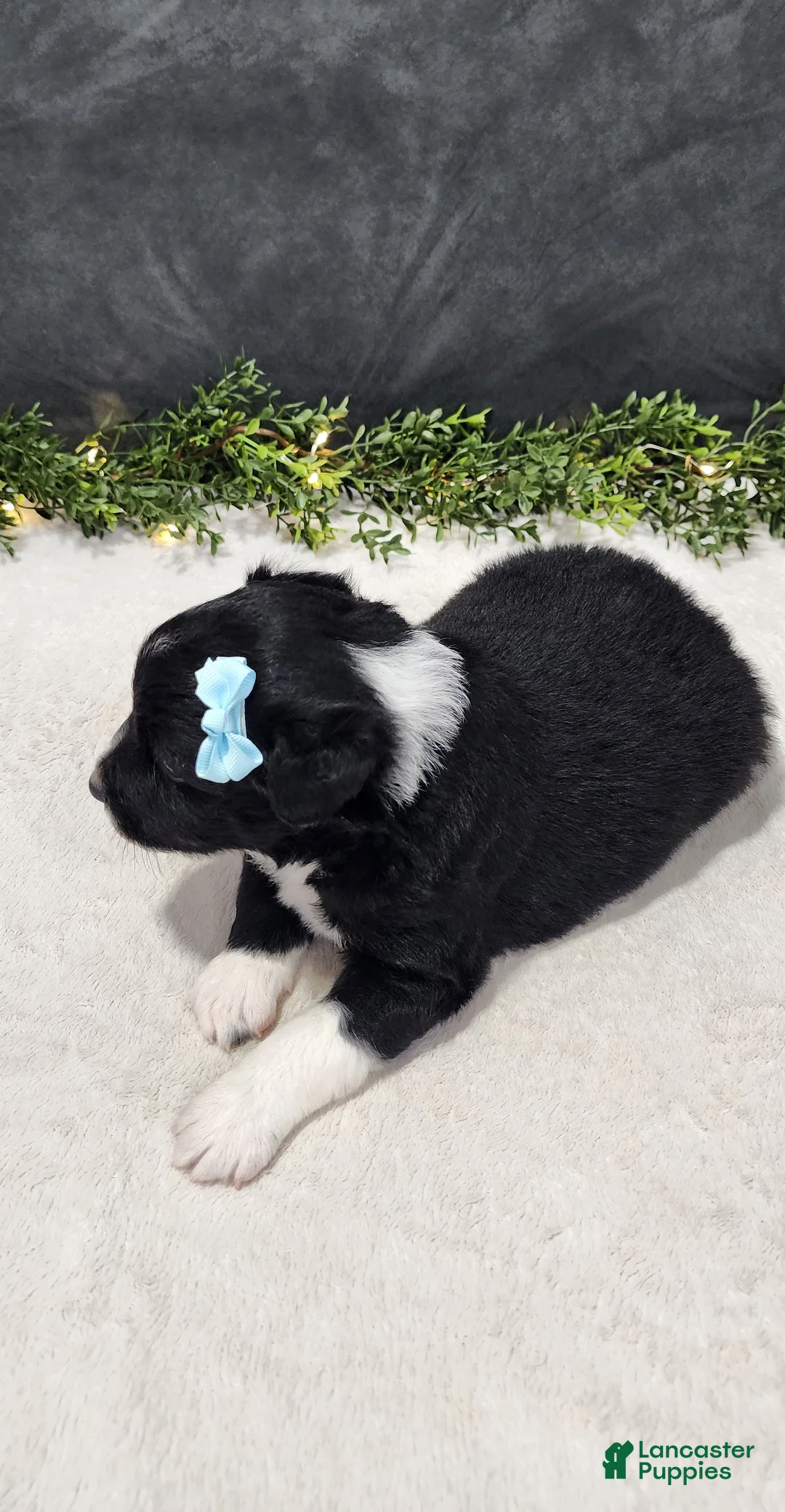 Miniature Australian Shepherd dogs for sale: Oliver  - Ad 2