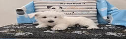 West Highland Terrier dogs for sale: West Highland Terrier Puppy 4 - Ad 5