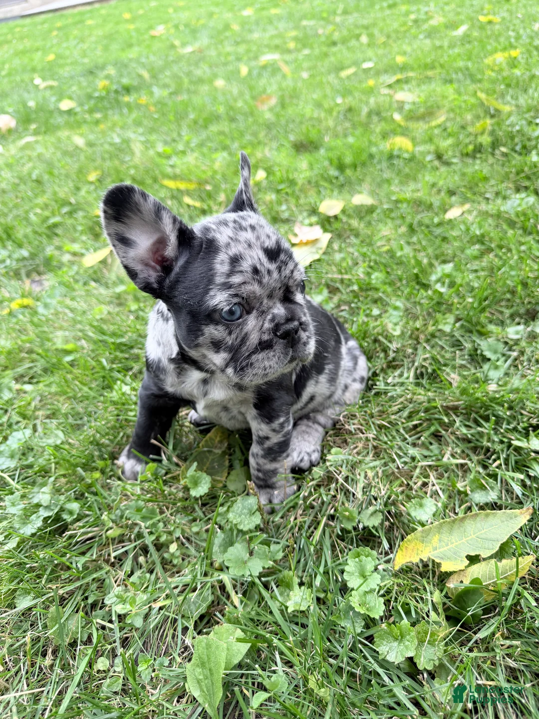 French Bulldog dogs for sale: French Bulldog 4 - Ad 2