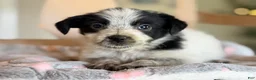 Mixed Breed dogs for sale: Hoodle 1  - Ad 2