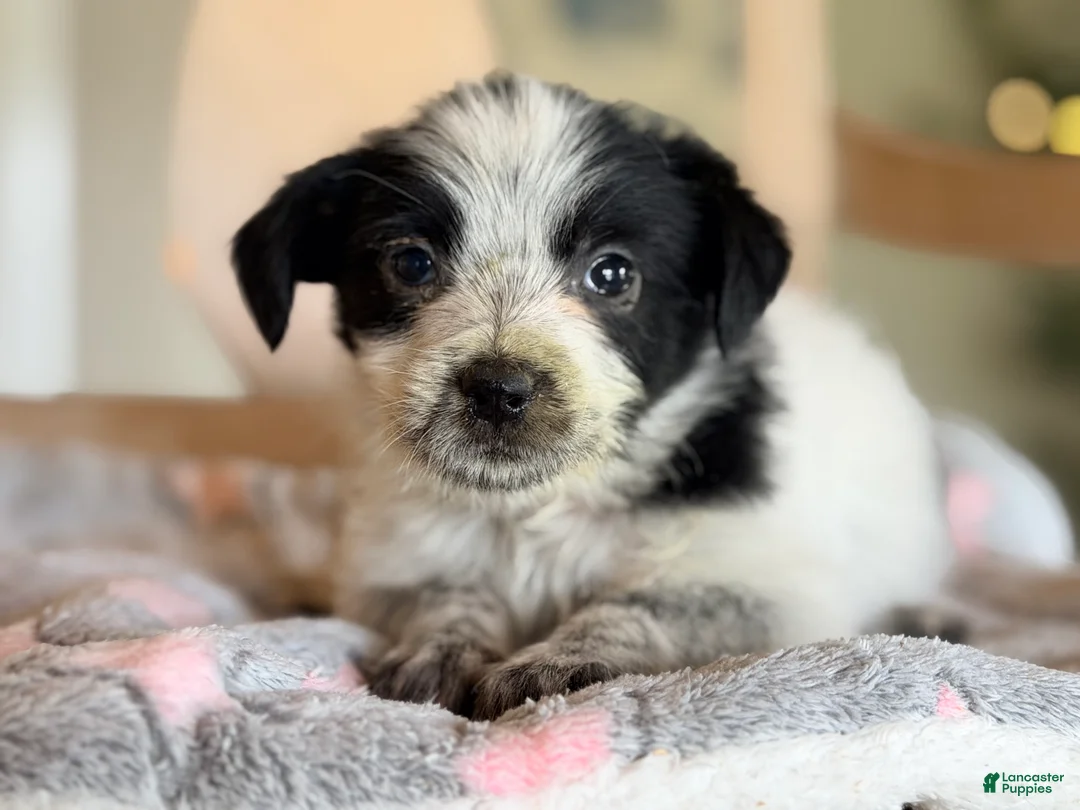 Mixed Breed dogs for sale: Hoodle 1  - Ad 2