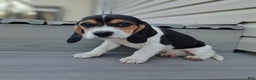 Beagle dogs for sale: BRUNO - Ad 4