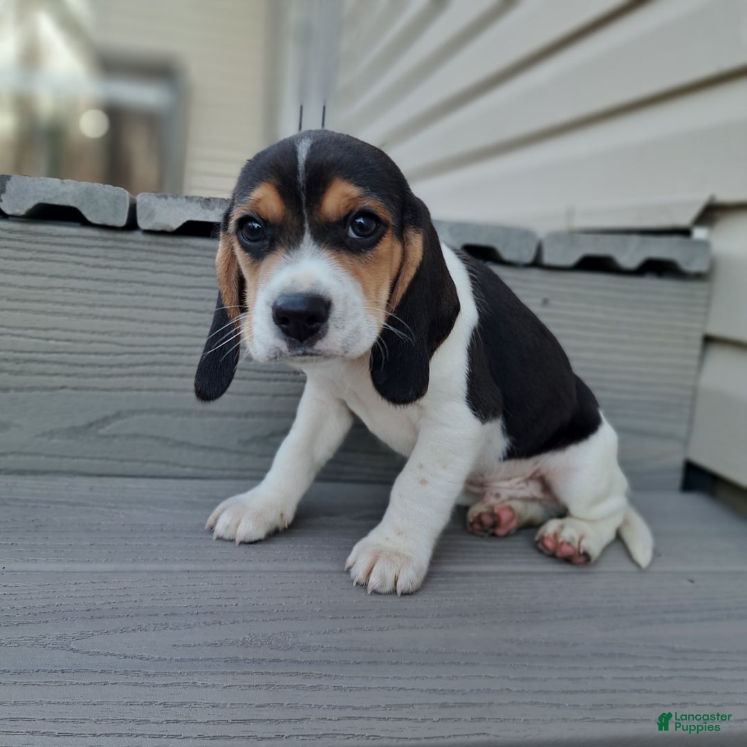 Beagle dogs for sale: BRUNO - Ad 4