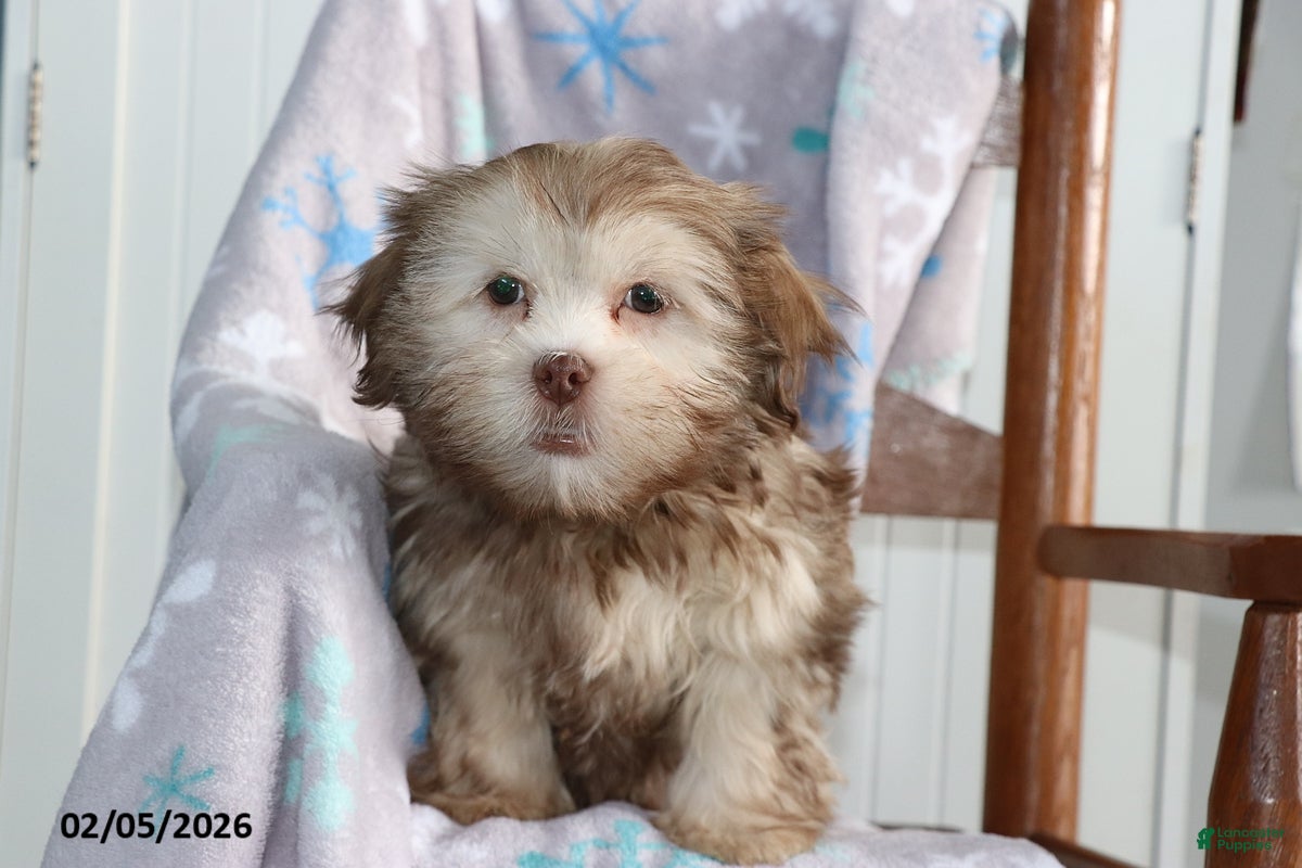 Shorkie dogs Andy - Ad 2