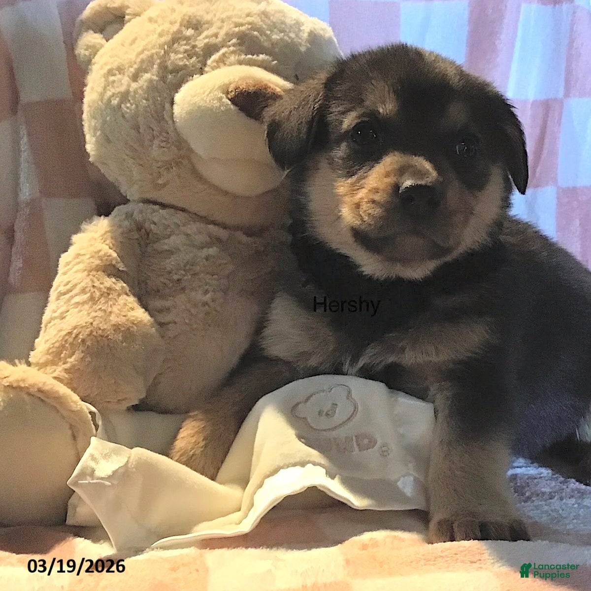 Mixed Breed dogs Hershy - Ad 37