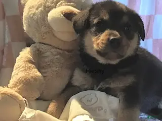 Mixed Breed dogs Hershy - Ad 37