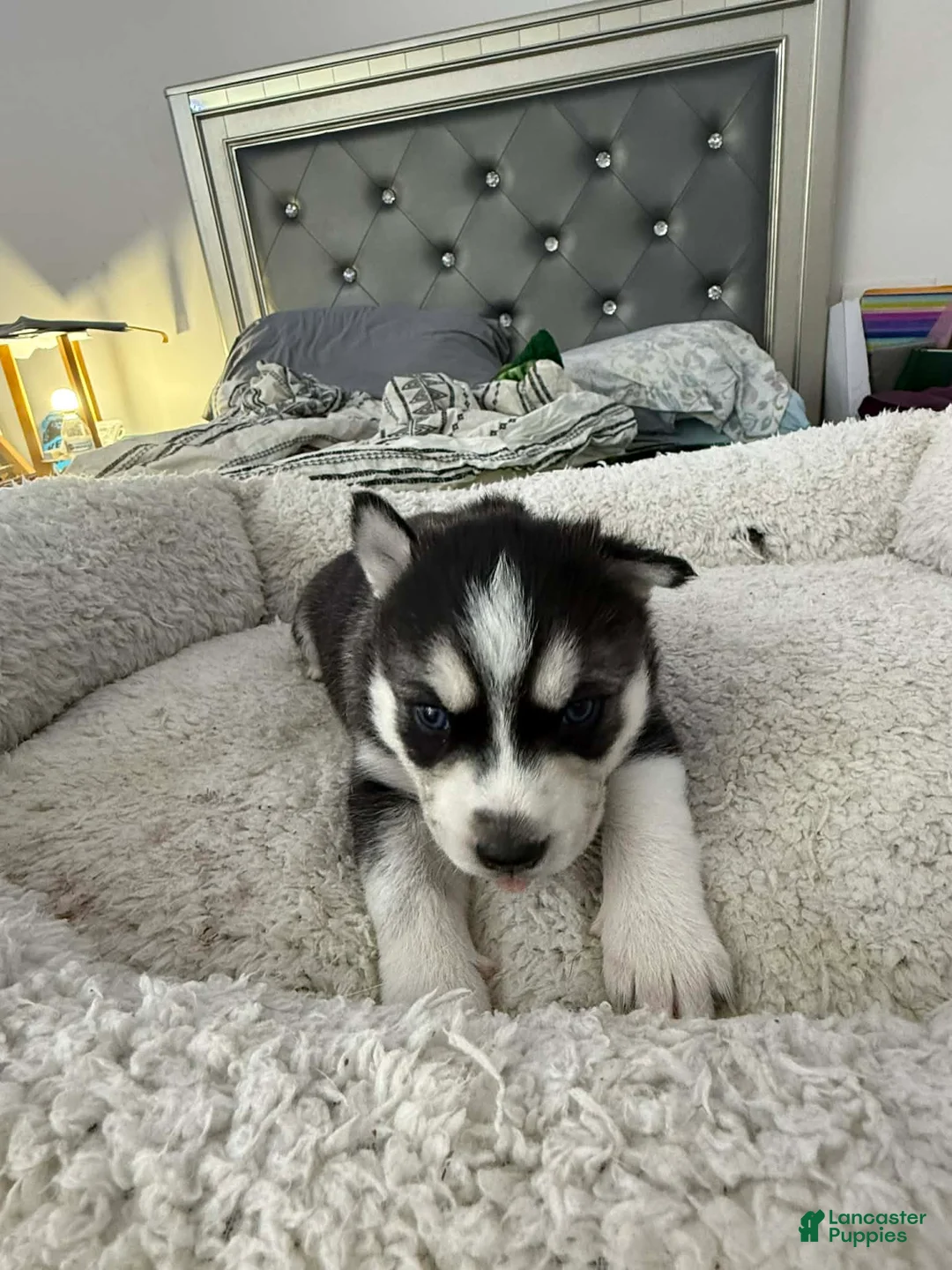 Siberian Husky dogs for sale: Nova - Ad 3