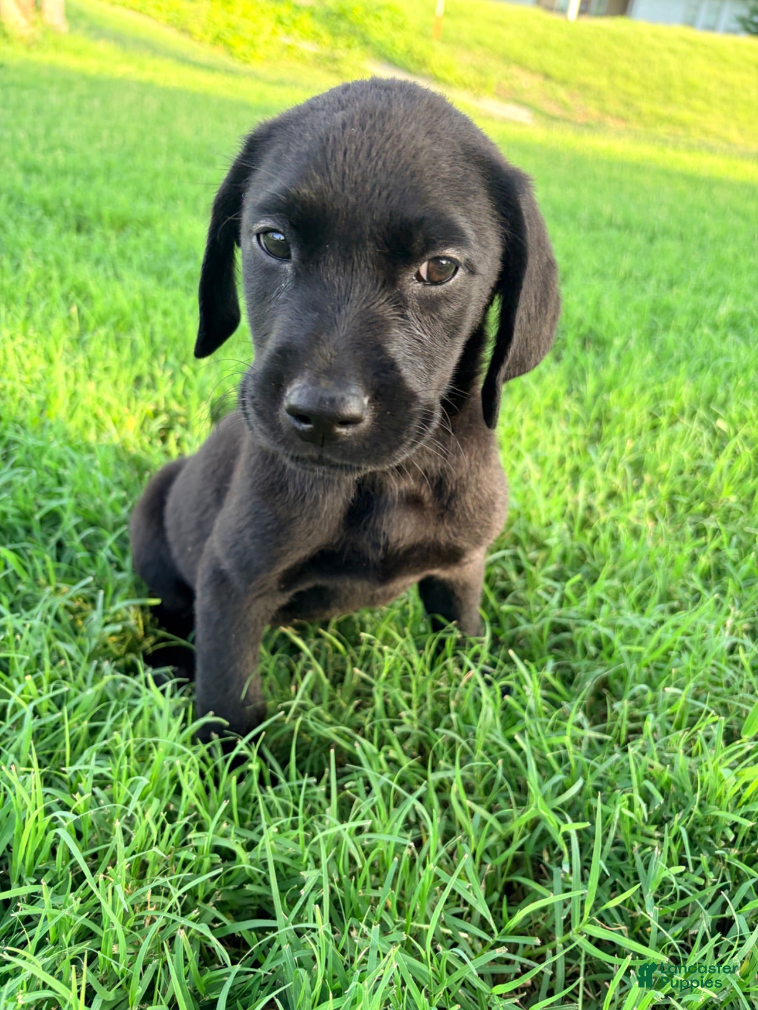 Labrador Retriever dogs Labrador Retriever 10 - Ad 17