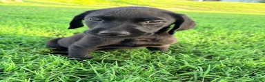 Labrador Retriever 10