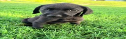 Labrador Retriever dogs for sale: Labrador Retriever 10 - Ad 1