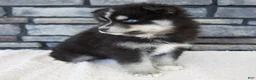 Pomsky dogs for sale: Raven - Ad 5