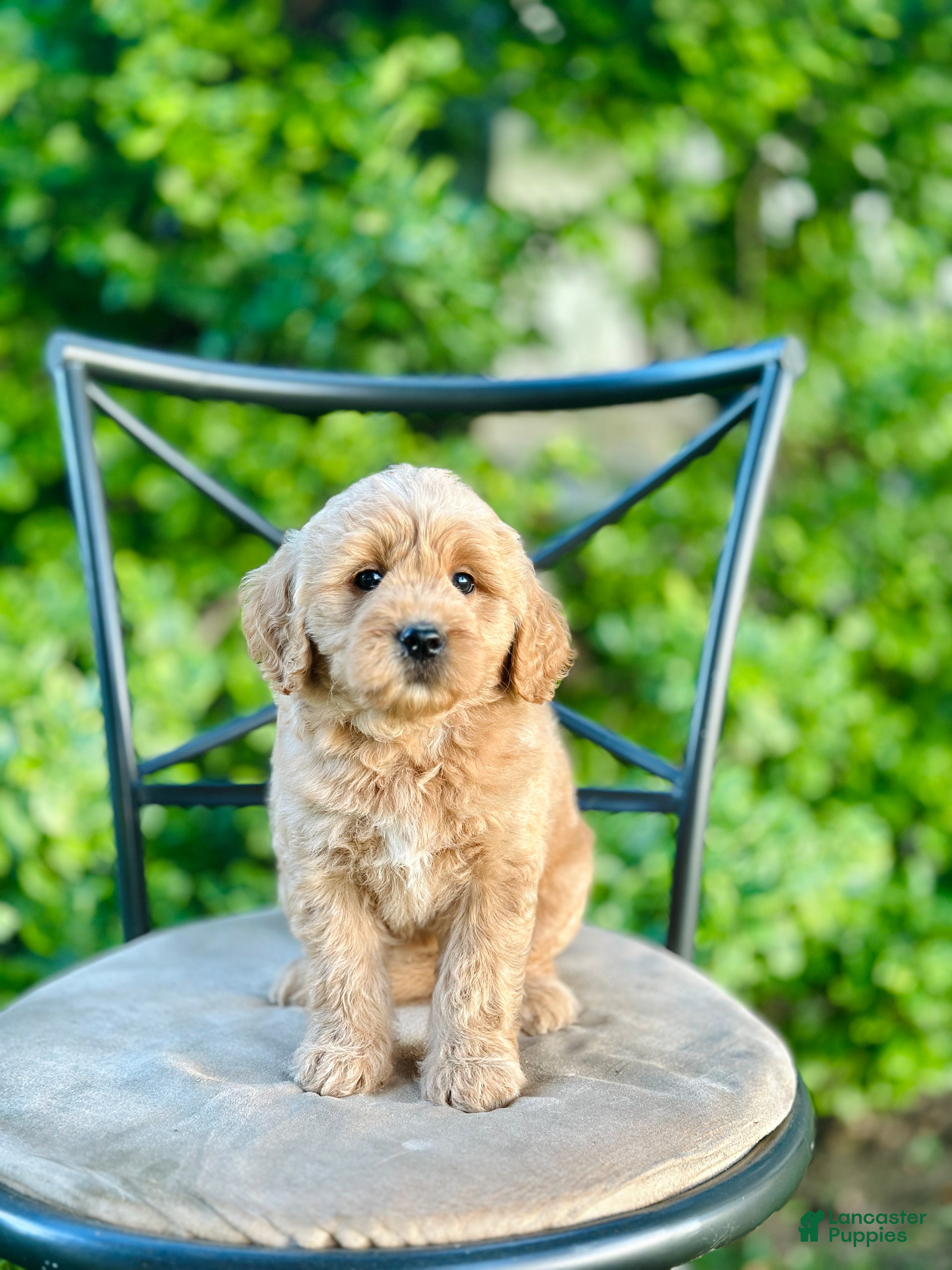 Mini Goldendoodle dogs Faye - Ad 2