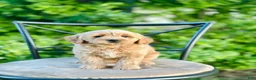 Mini Goldendoodle dogs for sale: Faye - Ad 2