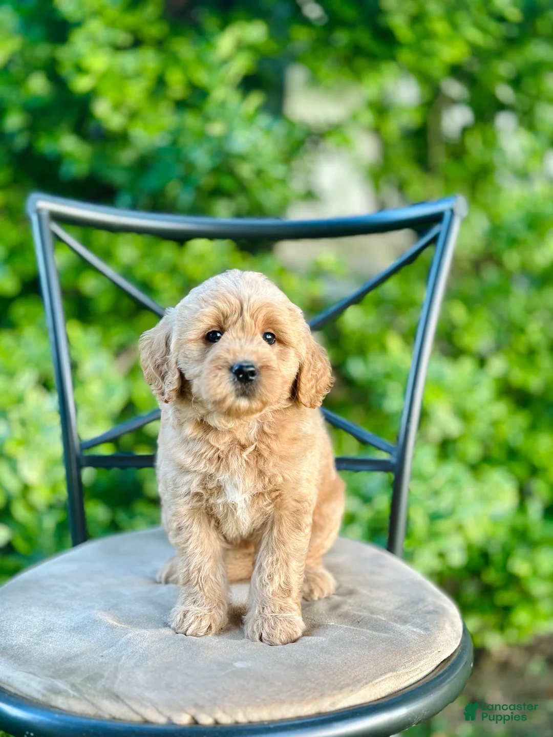 Mini Goldendoodle dogs for sale: Faye - Ad 2