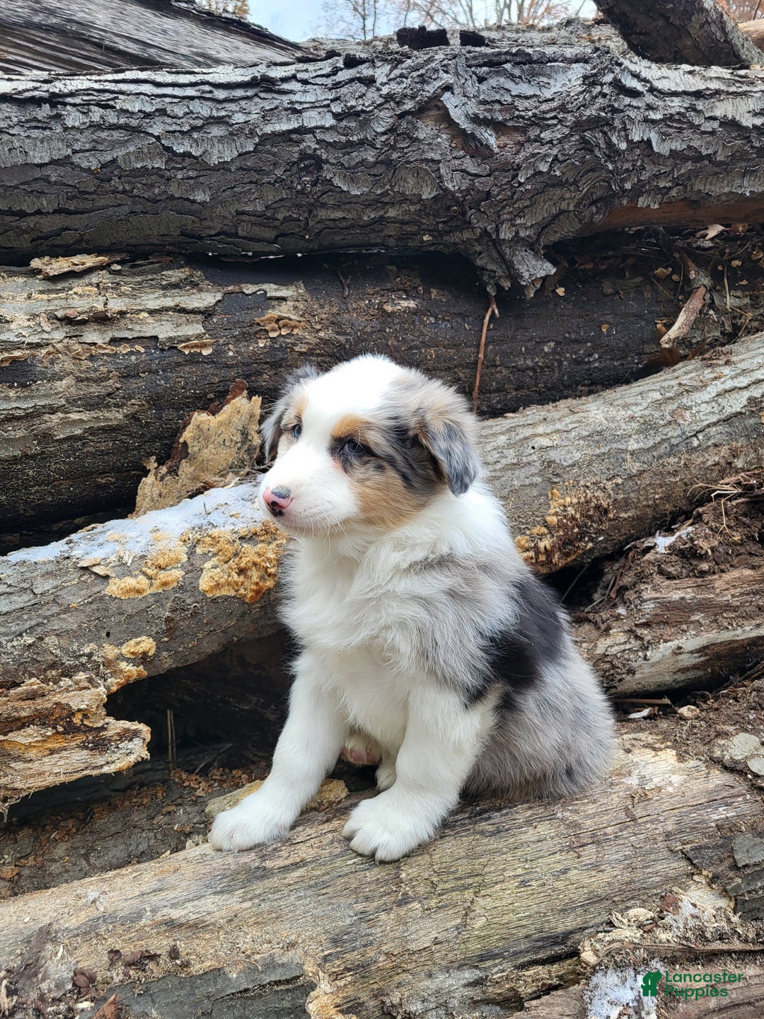 Australian Shepherd dogs for sale: Champ - Ad 2