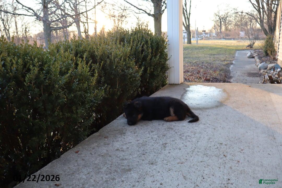 German Shepherd dogs for sale: Jade - Ad 2