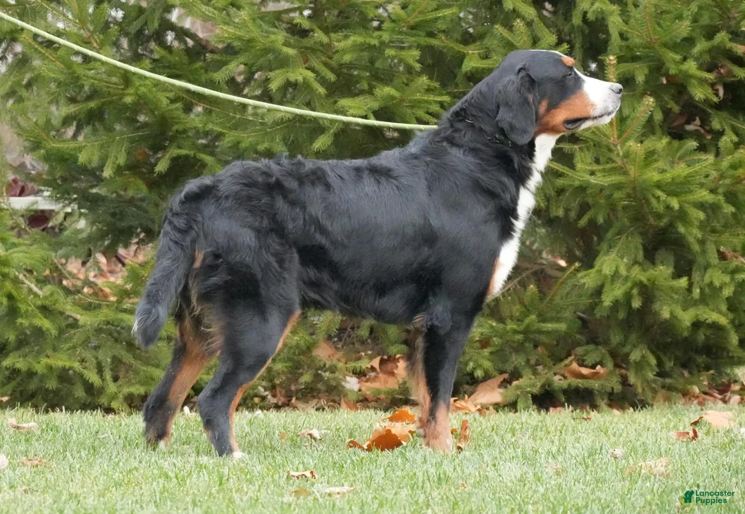 Bernese Mountain Dog dogs for sale: Helga AKC - Ad 6