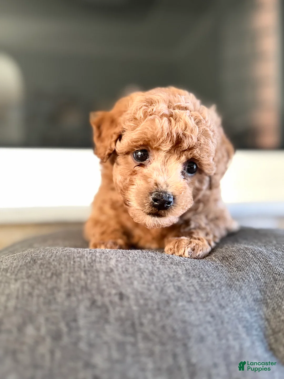Bichpoo dogs for sale: Lucy - Ad 1