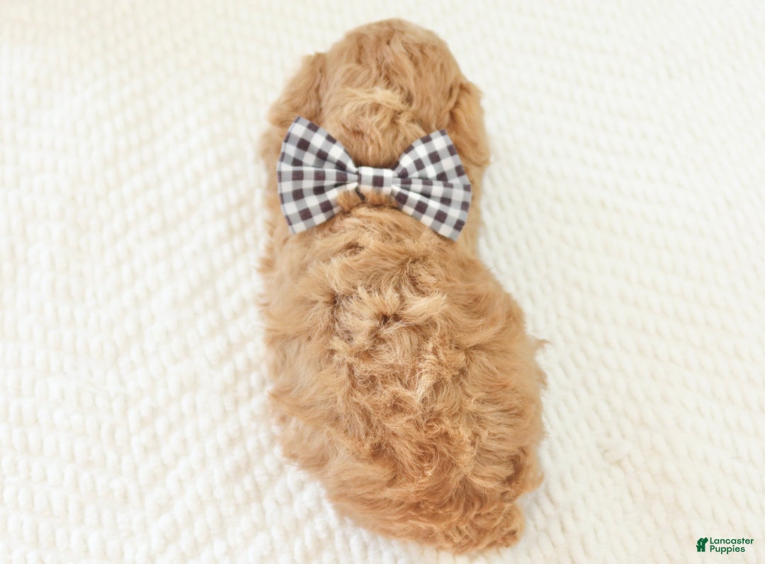 Toy Poodle dogs for sale: Dancer - Ad 2