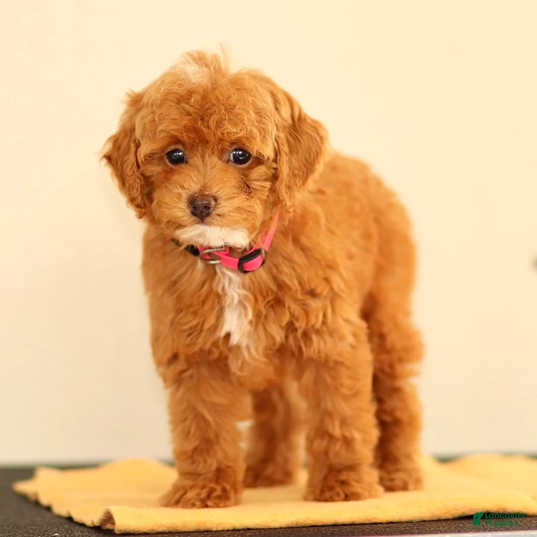 Miniature Poodle dogs for sale: Magnet - Ad 2