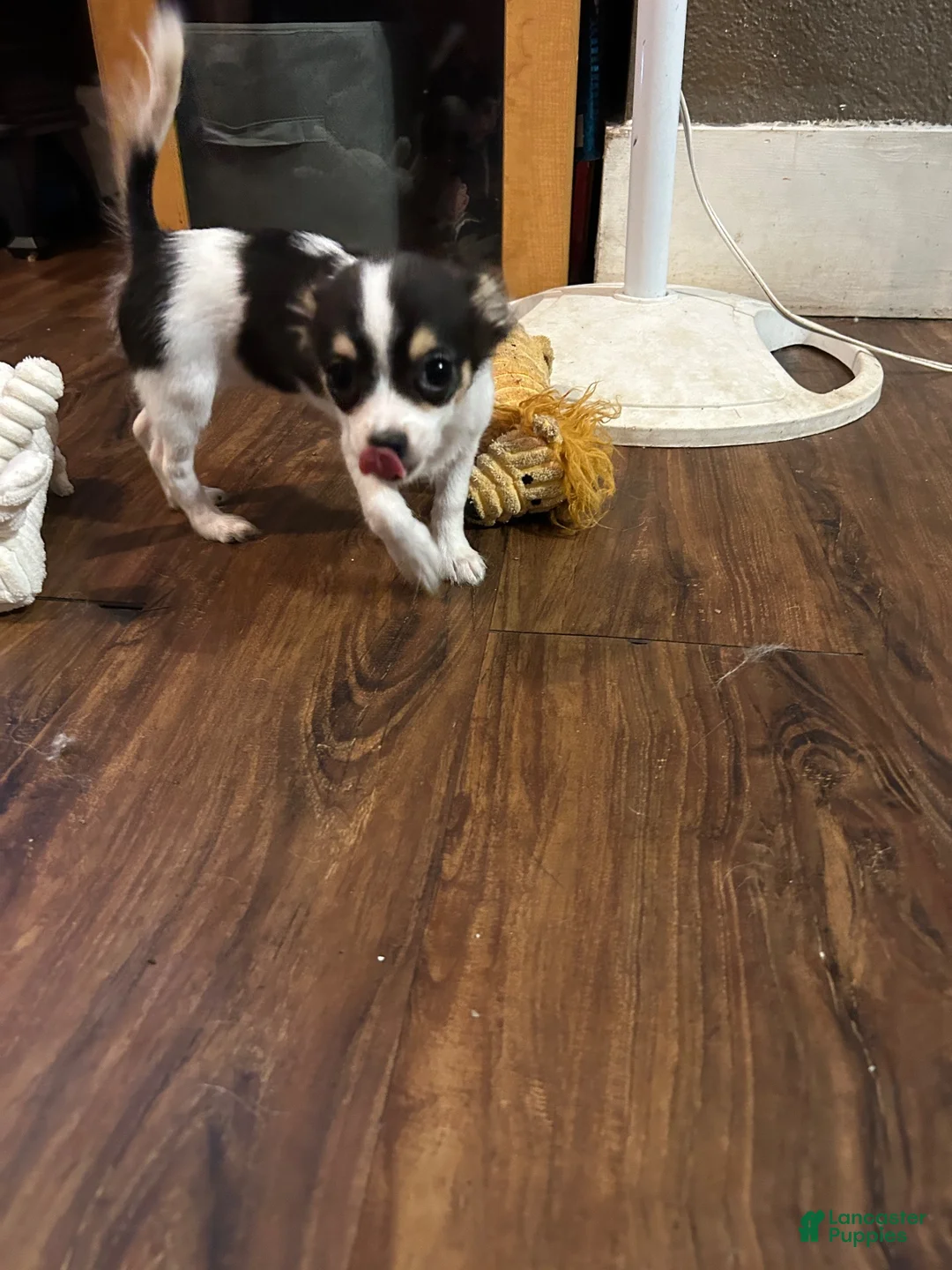 Chihuahua dogs for sale: Chihuahua 2 - Ad 2