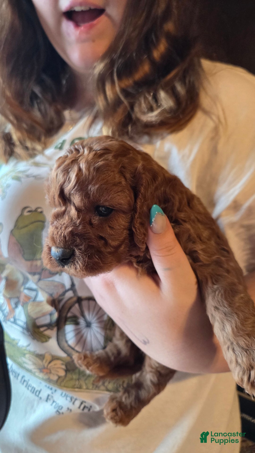 Cavapoo dogs for sale: Milo - Ad 8
