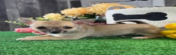 Chihuahua dogs for sale: Finley  - Ad 2