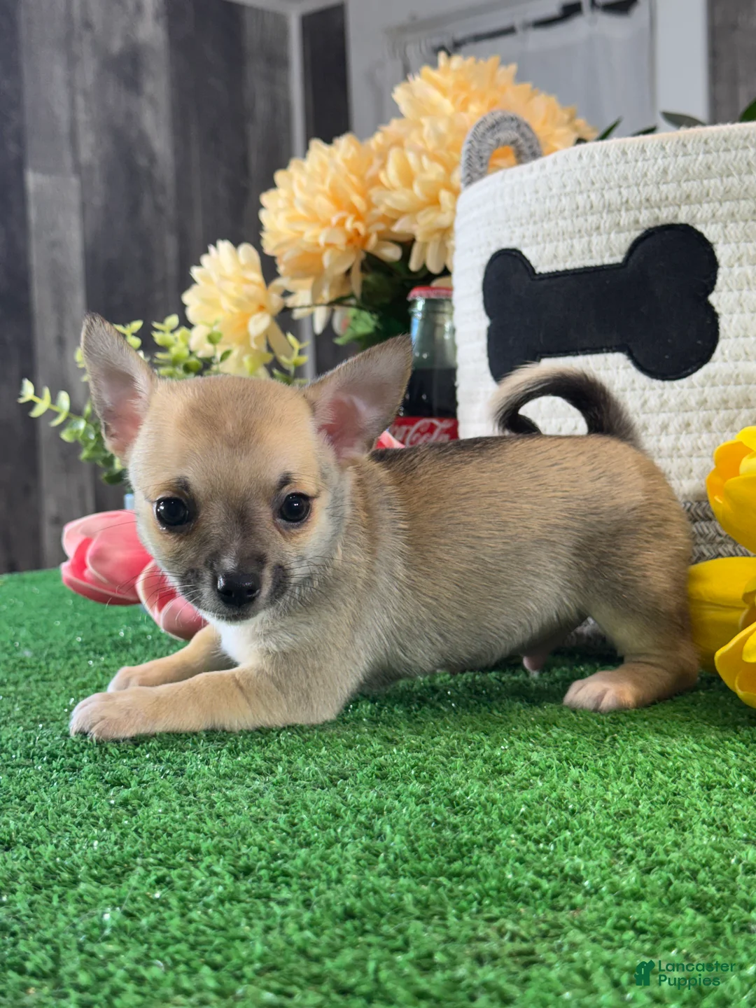 Chihuahua dogs for sale: Finley  - Ad 2