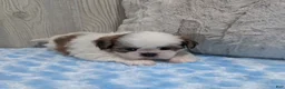 Shih Tzu dogs for sale: Duffy - Ad 5