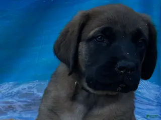 English Mastiff dogs Bay - Ad 34