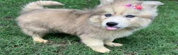 Siberian Husky dogs for sale: ROMANiA - Ad 30