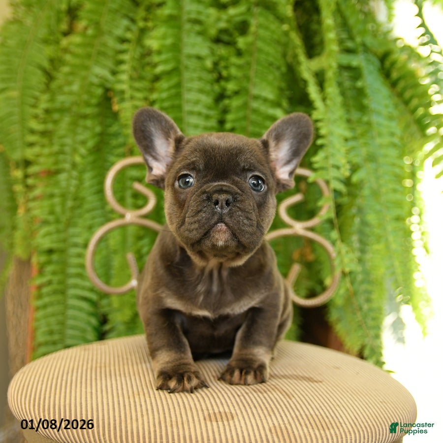 French Bulldog dogs Trixie - Ad 28