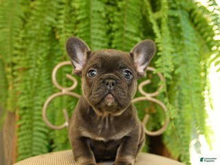 French Bulldog dogs Trixie - Ad 40