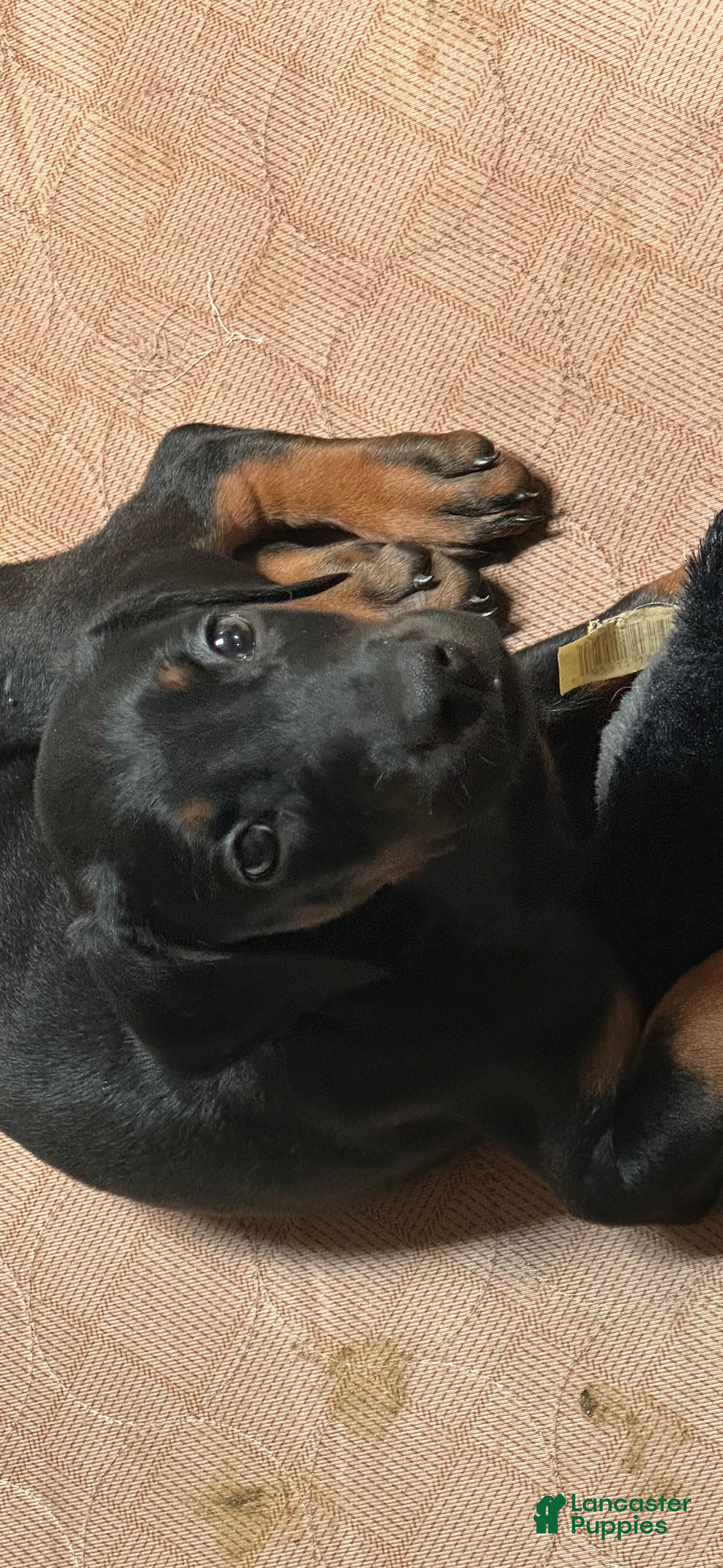 Doberman Pinscher dogs Doberman Pinscher 5 - Ad 4