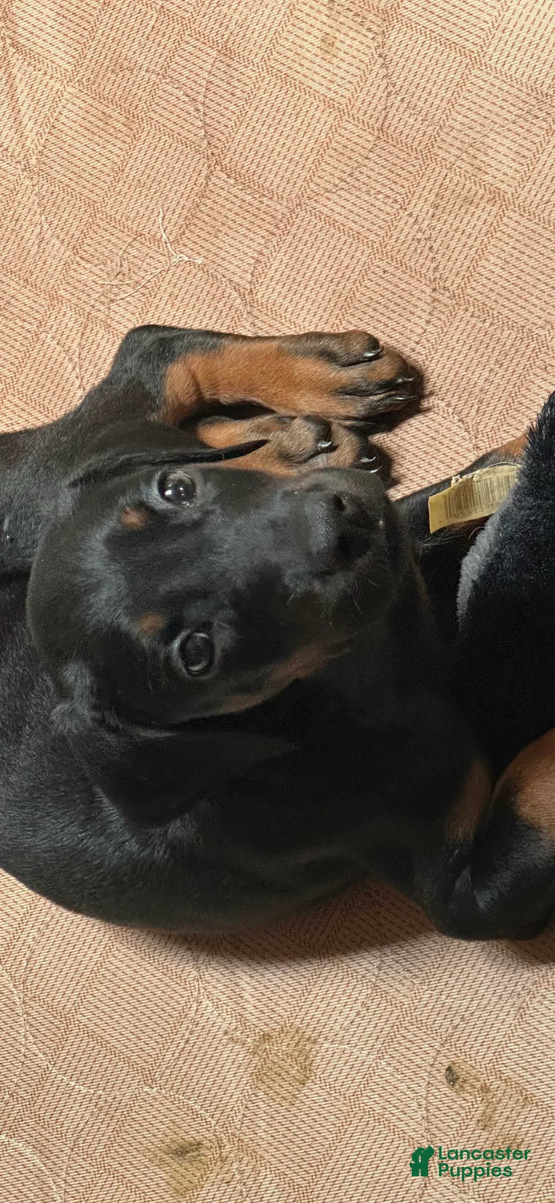 Doberman Pinscher dogs for sale: Doberman Pinscher 5 - Ad 1