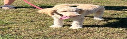 Labradoodle dogs for sale: Waffles - Ad 3