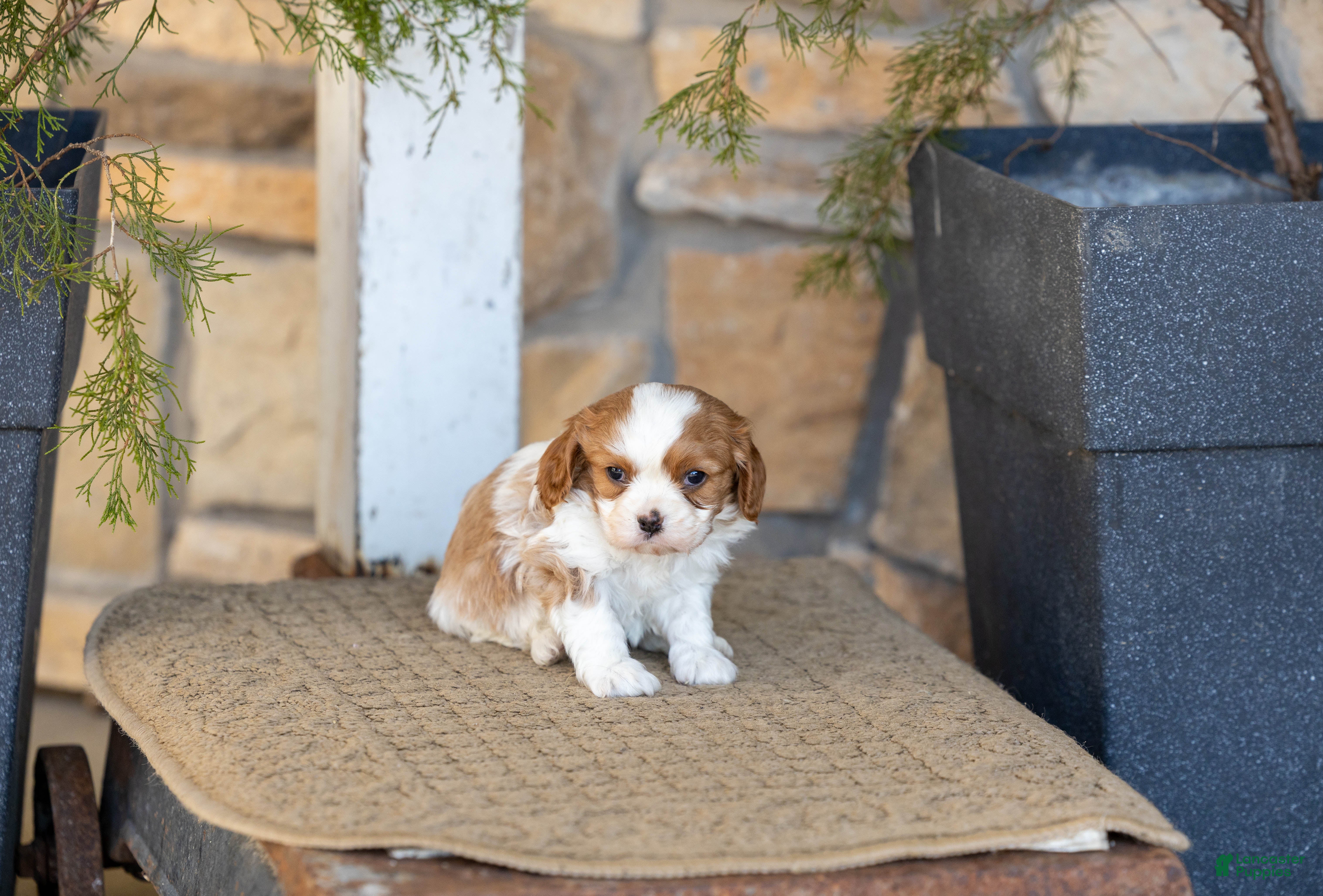 Cavalier King Charles Spaniel dogs AKC Wyatt - Ad 2