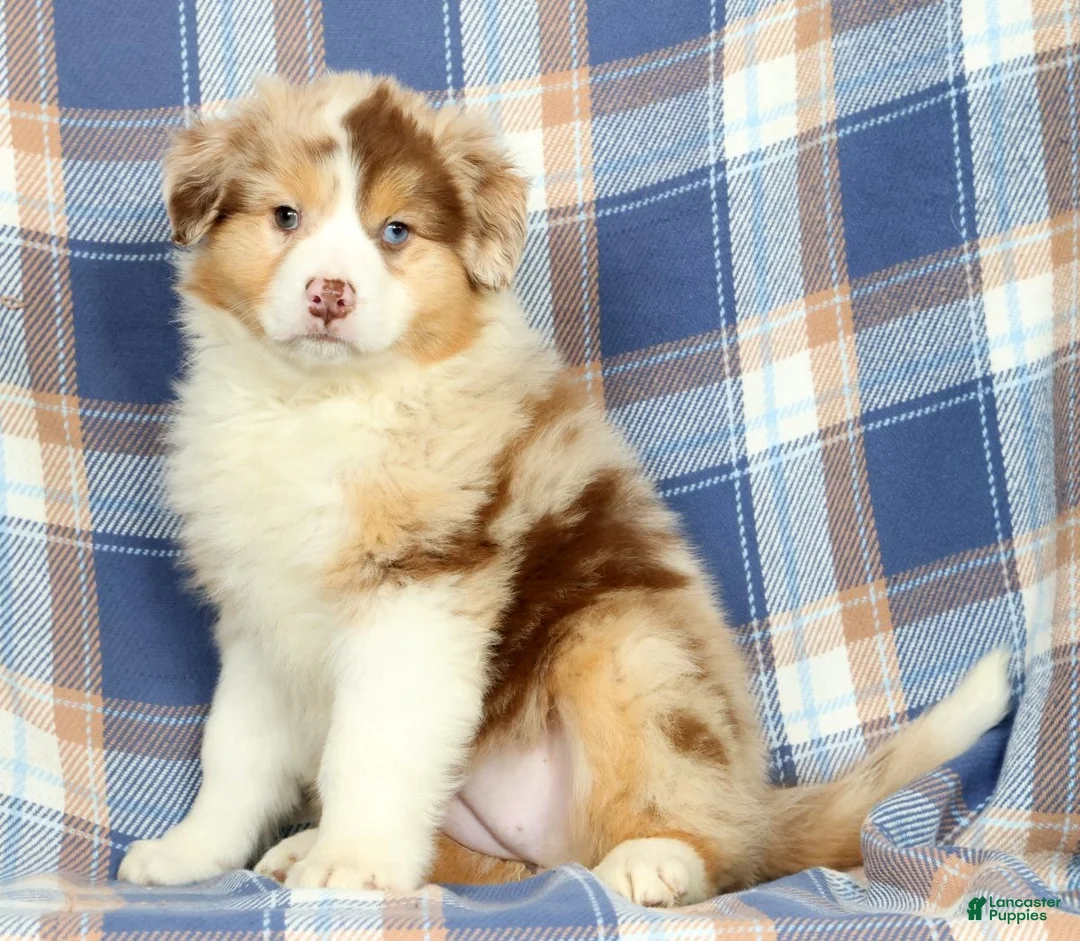 Australian Shepherd dogs for sale: Patty - Ad 1