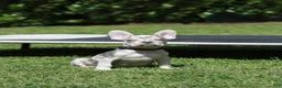 French Bulldog dogs for sale: Lux - Ad 2