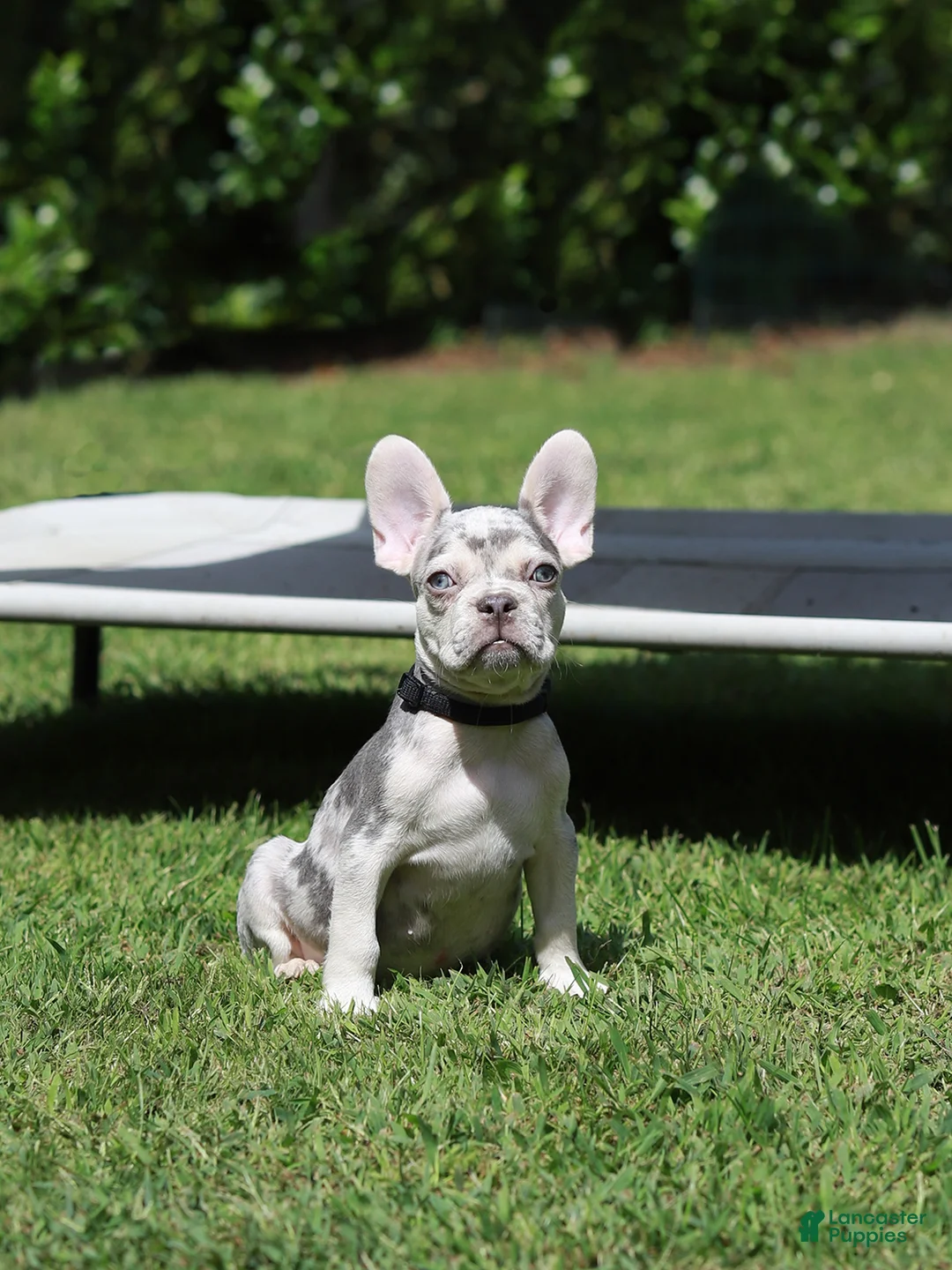 French Bulldog dogs for sale: Lux - Ad 2