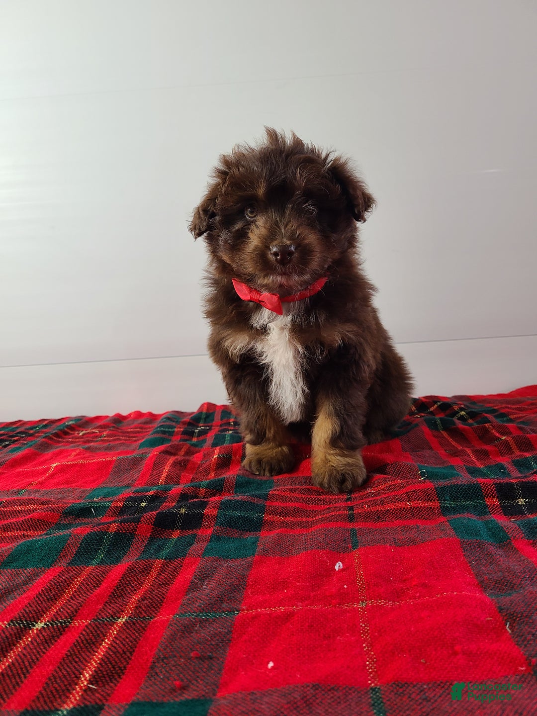 Aussiedoodle dogs for sale: Buddy - Ad 6