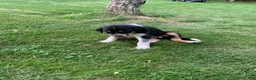 Mixed Breed dogs for sale: Lucky  - Ad 2