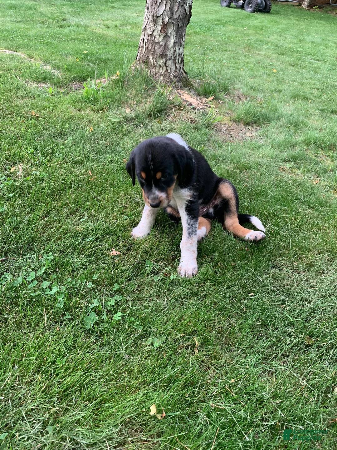 Mixed Breed dogs for sale: Lucky  - Ad 2