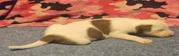 Border Collie dogs for sale: Suzy - Ad 18