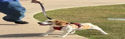 Beagle dogs for sale: Beagle Puppy  - Ad 2