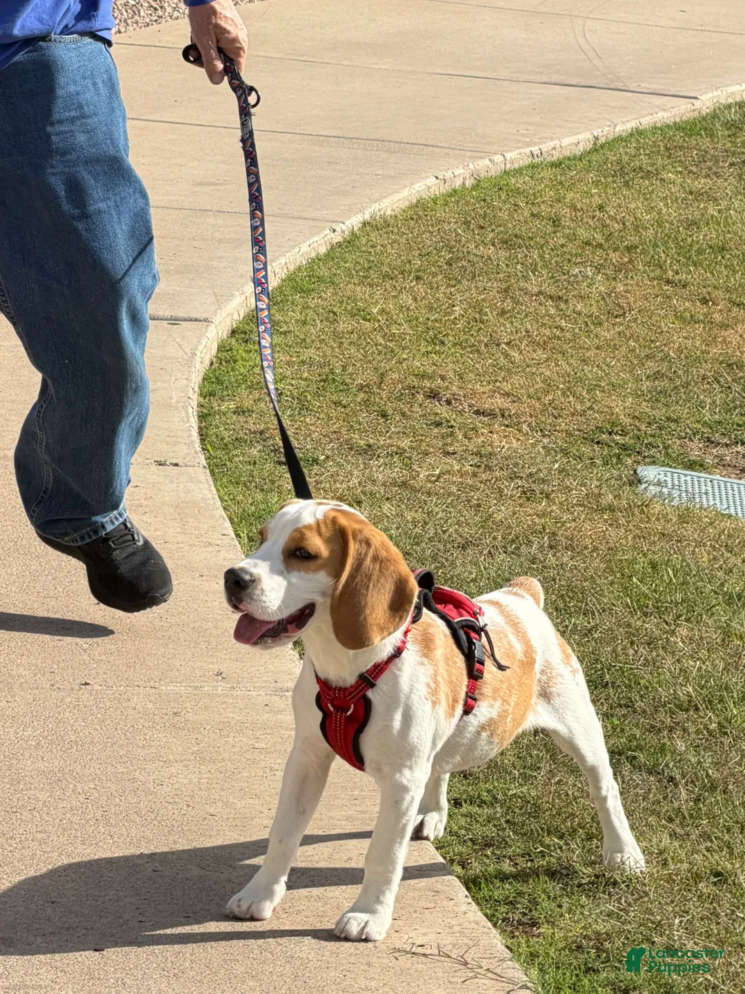 Beagle dogs for sale: Beagle Puppy  - Ad 2